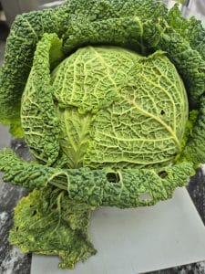 Savoy cabbage from Wylde Market
